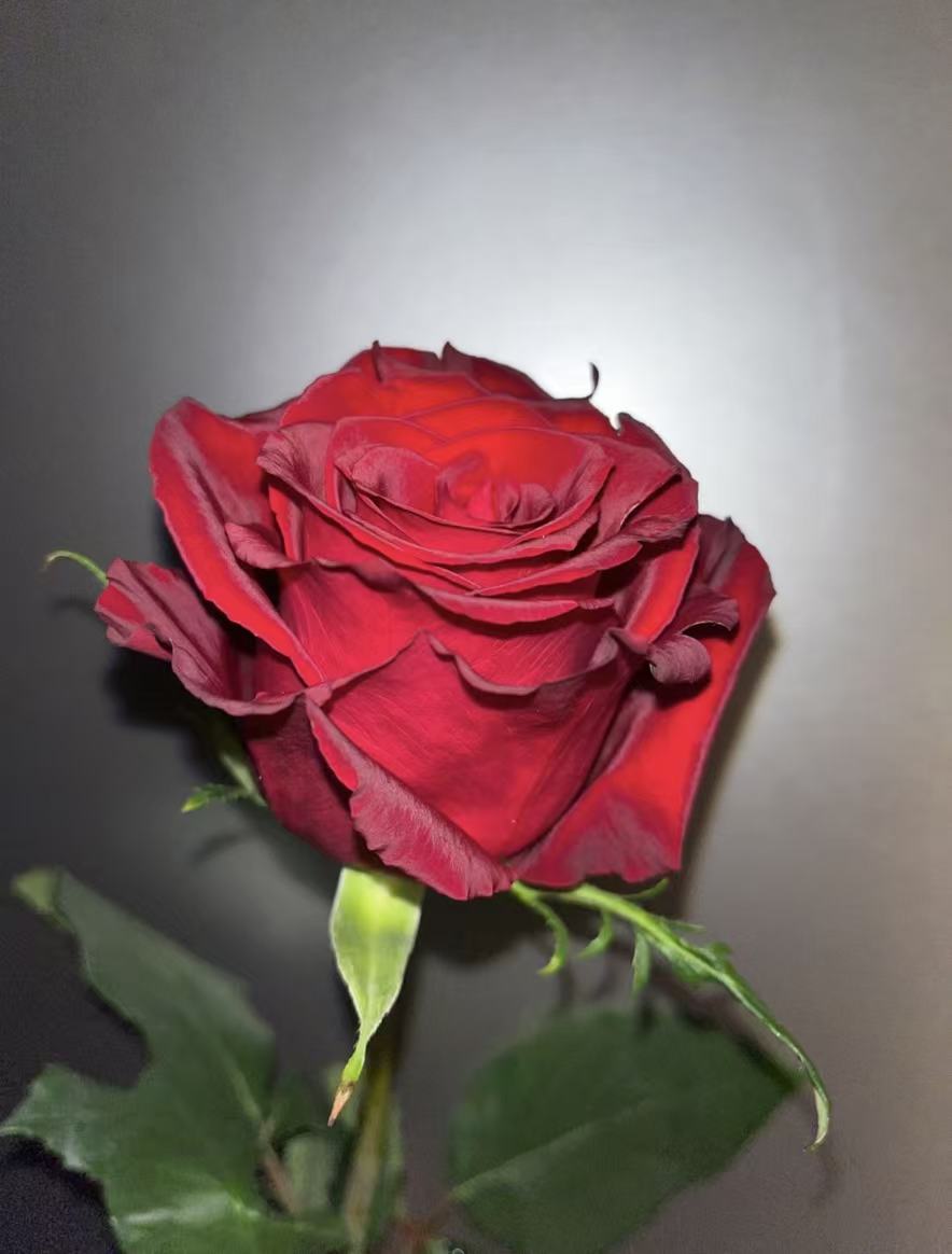 Legend Rose