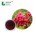 pure natural elderberry extract powder with bulk supplement