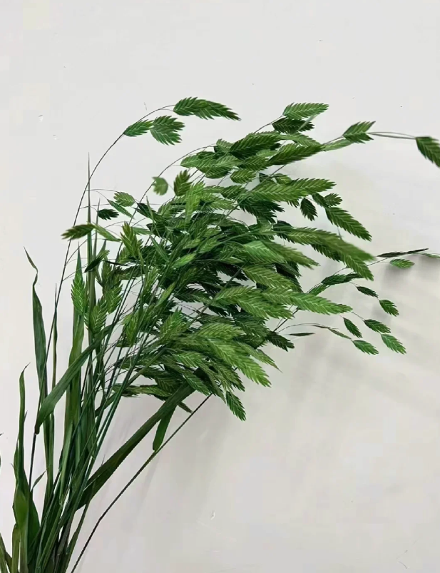 Chasmanthium latifolium​