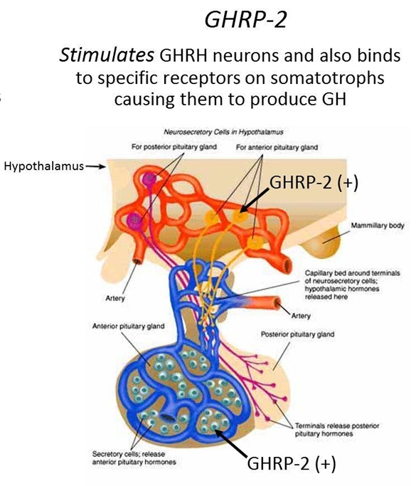 GHRP-2