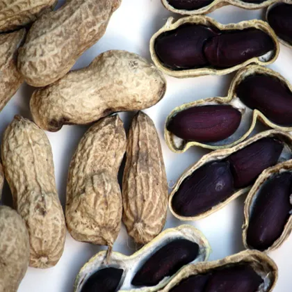 High Protein  Black Raw Peanut Nuts