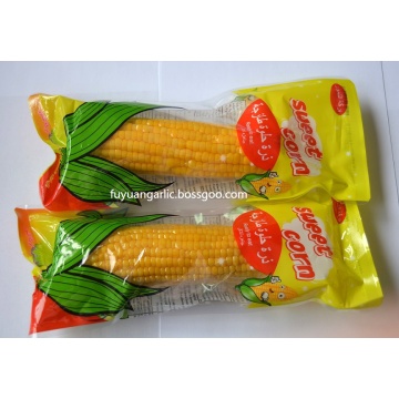 Panen jagung manis