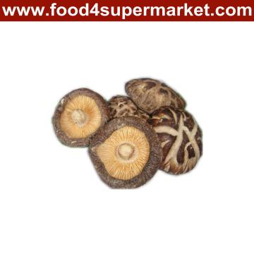 Shiitake Mushroom
