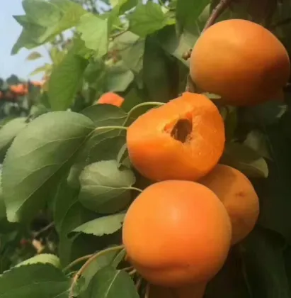 Best Quality Fresh Apricots