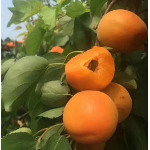 Top Quality Fresh Apricot