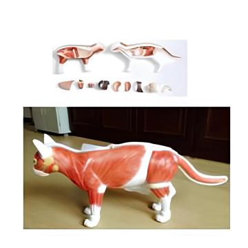 Cat anatomical model