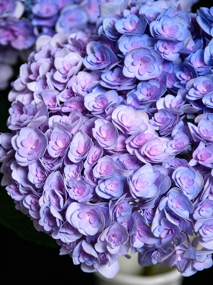 Double Purple Hydrangea