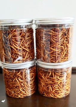 good protein from mealworm
