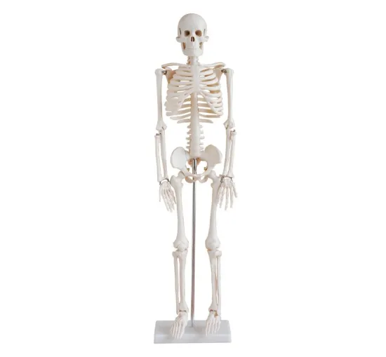 Life-Size Skeleton 85CM Tall
