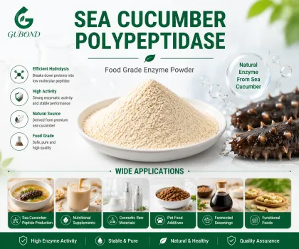 Sea Cucumber Polypeptidase Sea Cucumber Peptide Production