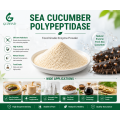 Polipeptidasa de pepino de mar Producción de péptidos de pepino de mar