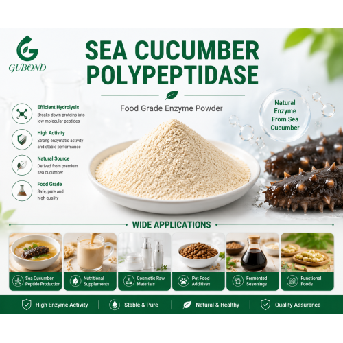 Polvo de enzima polipeptidasa de pepino de mar para aplicaciones de procesamiento de péptidos bioactivos