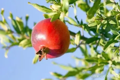 Handpicked Pomegranates for Fresh Consumption