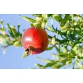 Mga Pinili na Pomegranate para sa Sariwang Pagkonsumo