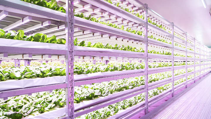 Innovatus-City-Farm-body2 Innovatus-City-Farm-body2