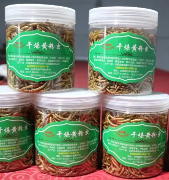 Low price Live Yellow Mealworm