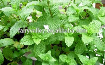 Lowest price Peppermint seeds for planting