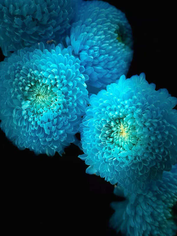 Light Blue Peony Chrysanthemum