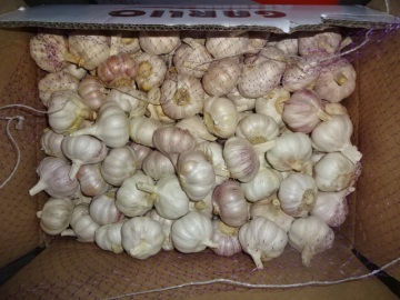 2019 New Crop Fresh Garlic