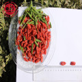 Amostra grátis de baixo preço Baixa pesticida Goji Berries