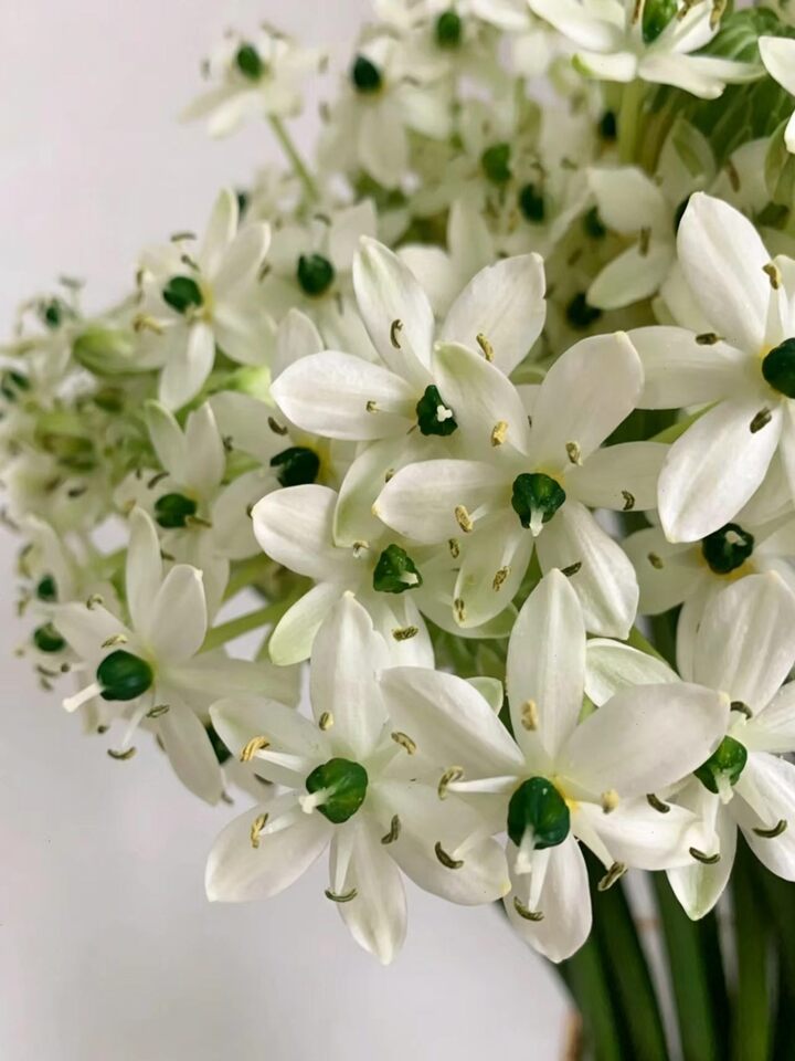 Wonder Flower