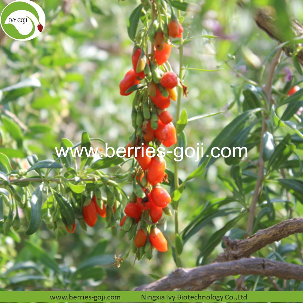 Fruit Wolfberry