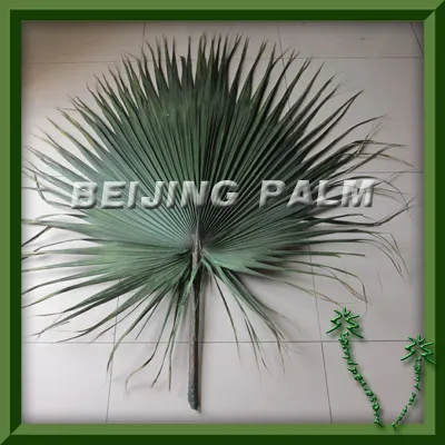 palm leaf,preserved palm leaf frond,washingtonia palm frond