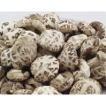 Hot Sale Cheap Tianbai Flower Mushroom