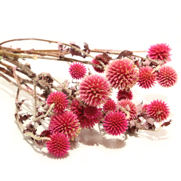 Natural Dried Blue Globe Thistle Flowers - Floral Preservation