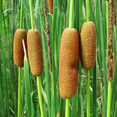 Pu Huang Chinese Cattail Pollen Extract