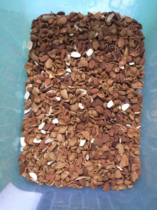 Automatic CCD Color Sorter for Nut Processing: Cashew, Apricot Kernel, Walnut, Almond Machines