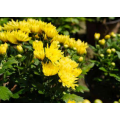Wild Chrysanthemun Flower Extract Powder Chrysanthemum Indicum Extract Powder