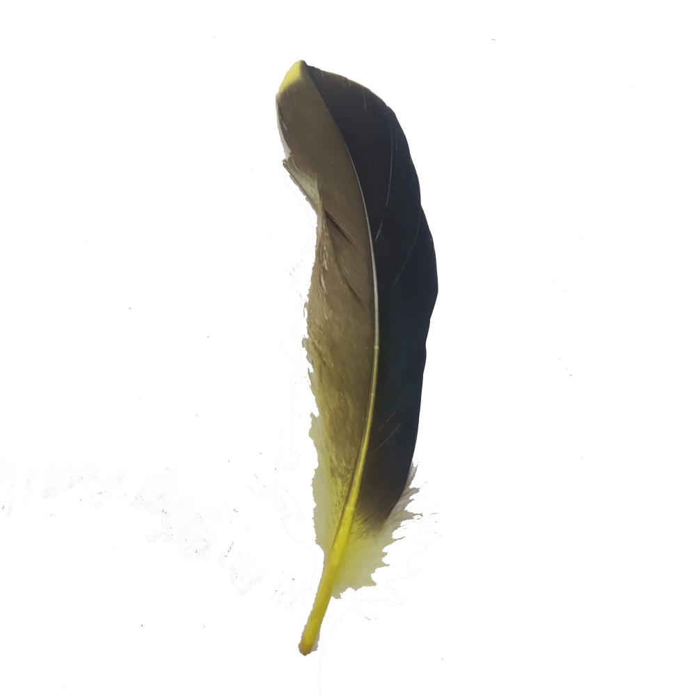 Yellow Feather