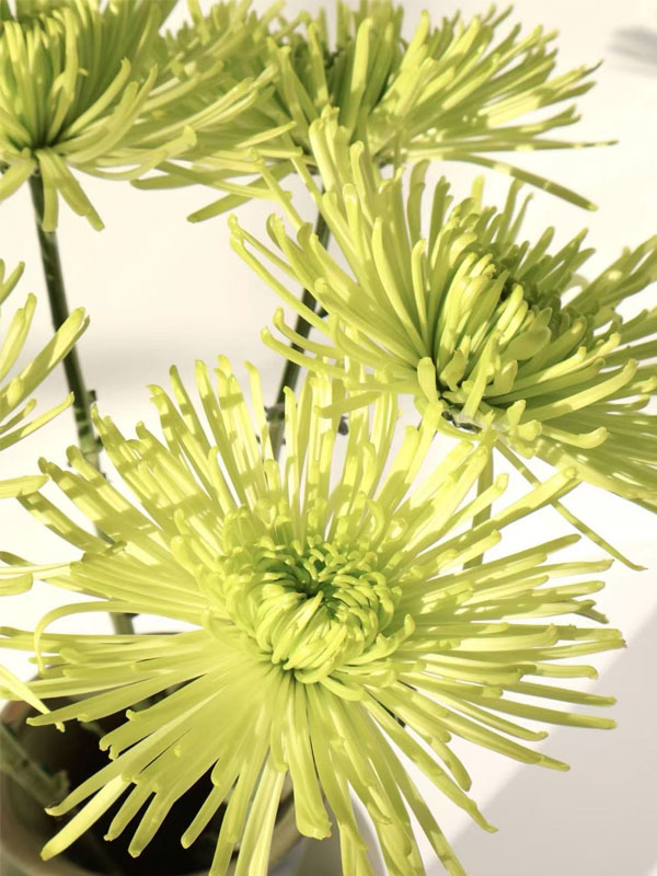 Green Anna spray chrysanthemum