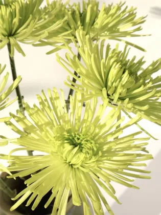 Green Anna Firework chrysanthemum