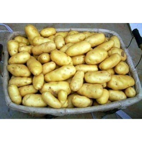 batata fresca de holland do tengzhou