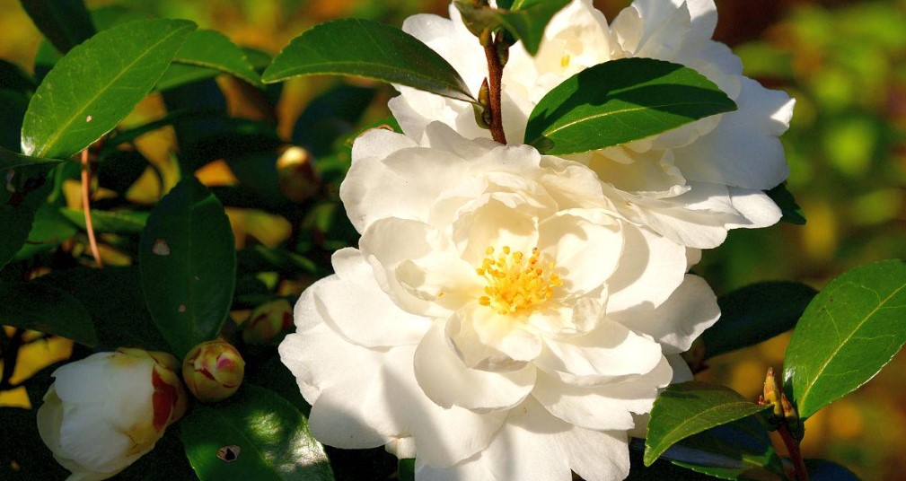 camellia flower powder (3)