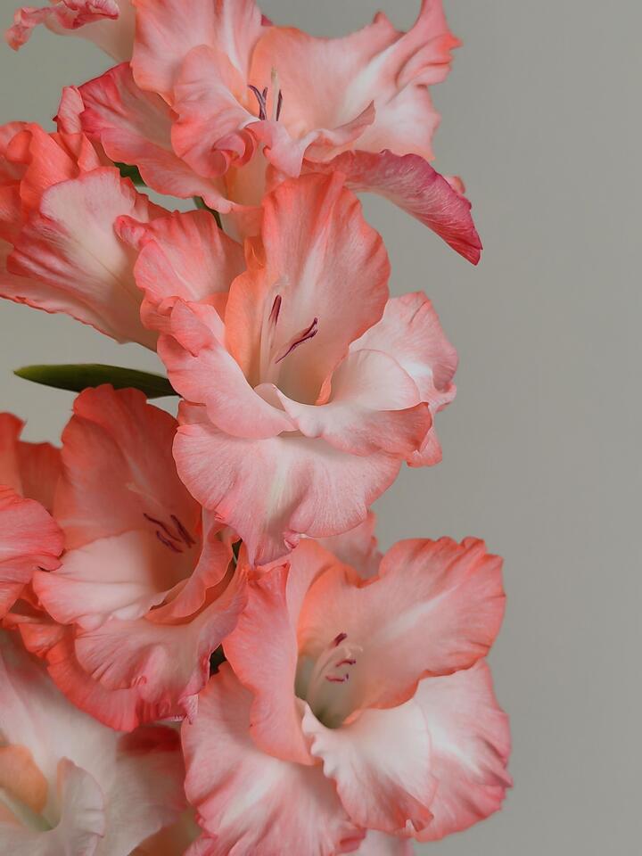 Gladiolus Pink Lady