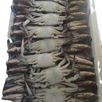 whole swimming crab