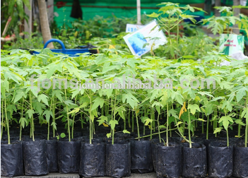 3 Gallon black polyethlene planter bags with uv resistant