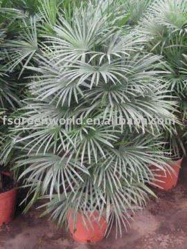 raphis multifida burr indoor palm trees