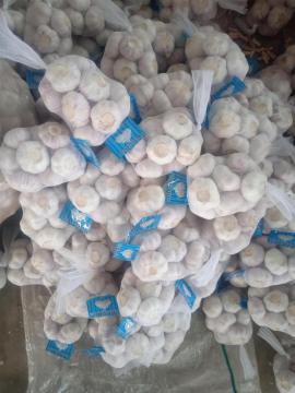 NORMAL WHITE GARLIC 2020