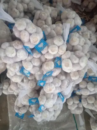 Good quality of new season garlic