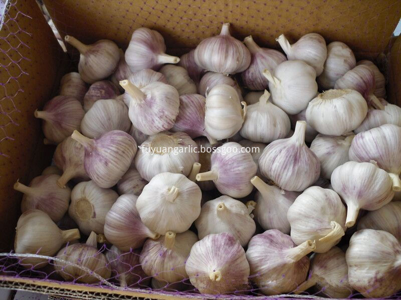 To Brazil Garlic