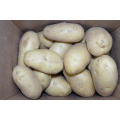 Super Quality 2020 New Crop Fresh Potato