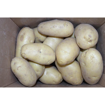 Super Quality 2020 New Crop Fresh Potato