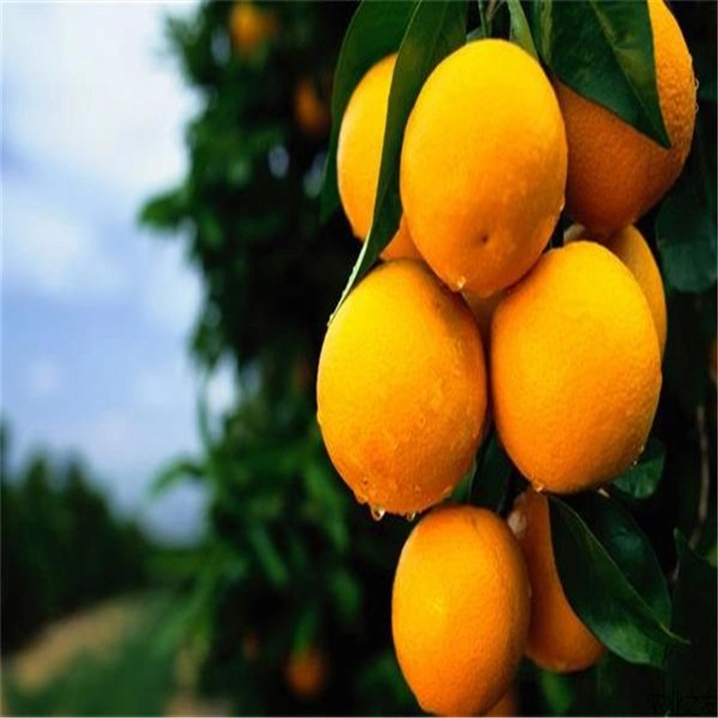 Mandarin Fruit Products - Manufacturer and Supplier