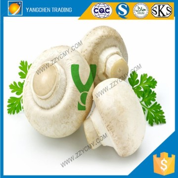 Canned food list of canned mushroom whole