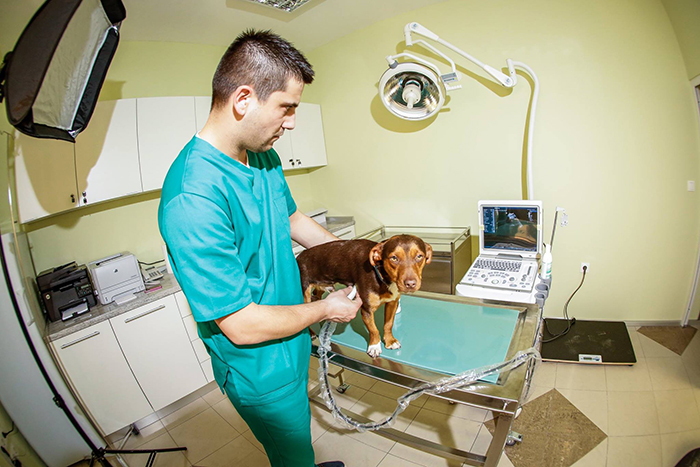 Animal Surgical Light