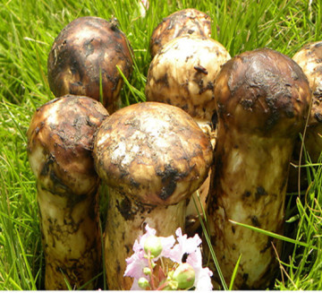 Tricholoma matsutake wild pure natural mushroom